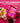 CUSA TEA & COFFEE Peach Green Tea