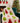 Thomas & Lee Colorful Christmas Trees Luxe Throw Blanket